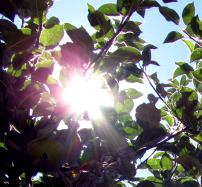 sonne-im-baum_Kopie