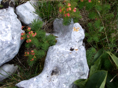 wolfsmilch-marmor-klein