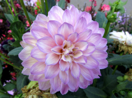 dahlie-weiß-violett-02