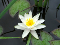 seerose-weiß-02-klein