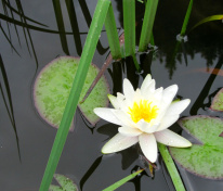 seerose-weiß-03-klein