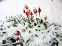 tulpen-im-schnee_Kopie